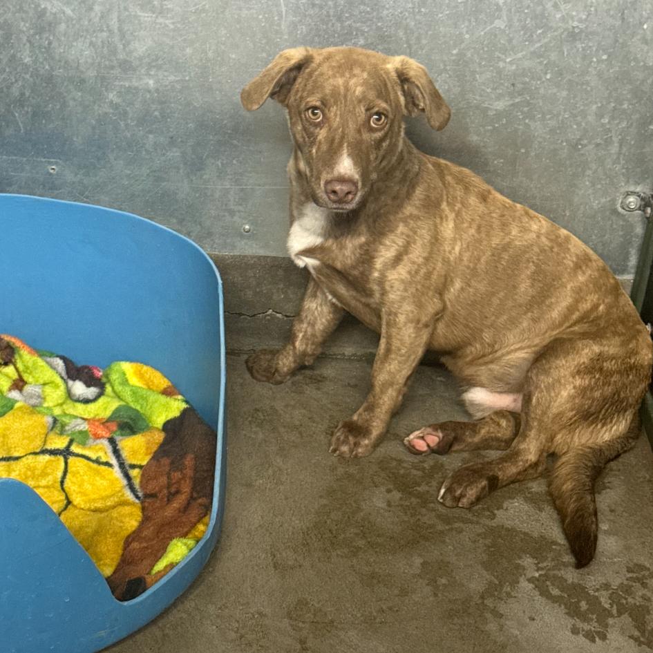 Hercules, Adoptable, Young Male Cardigan Welsh Corgi.