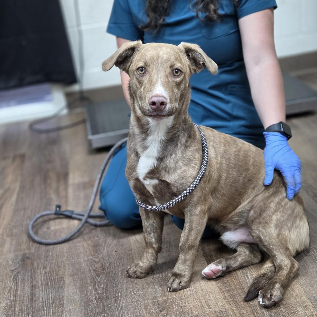 Enlarge Hercules, a Adoptable mixed breed in Incline Village, NV image 2/4