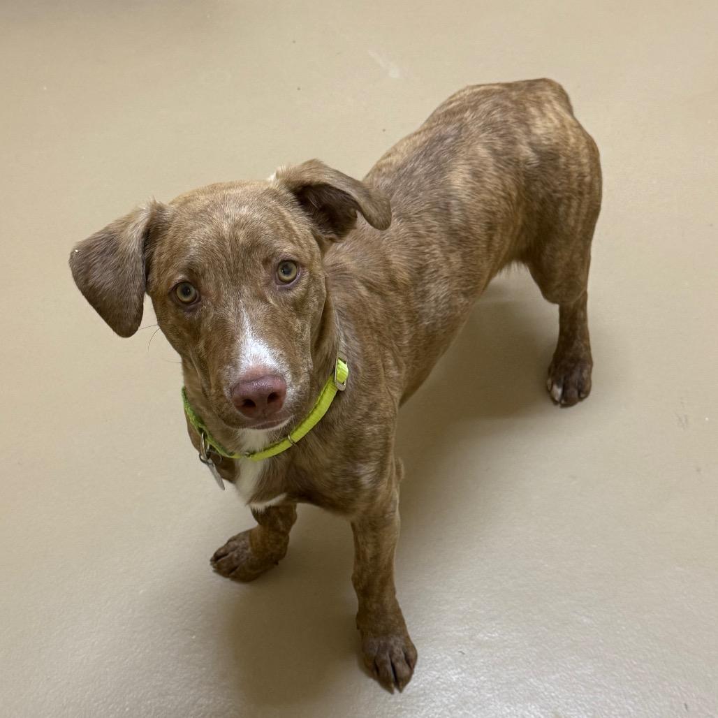 Enlarge Hercules, a Adoptable mixed breed in Incline Village, NV image 3/4