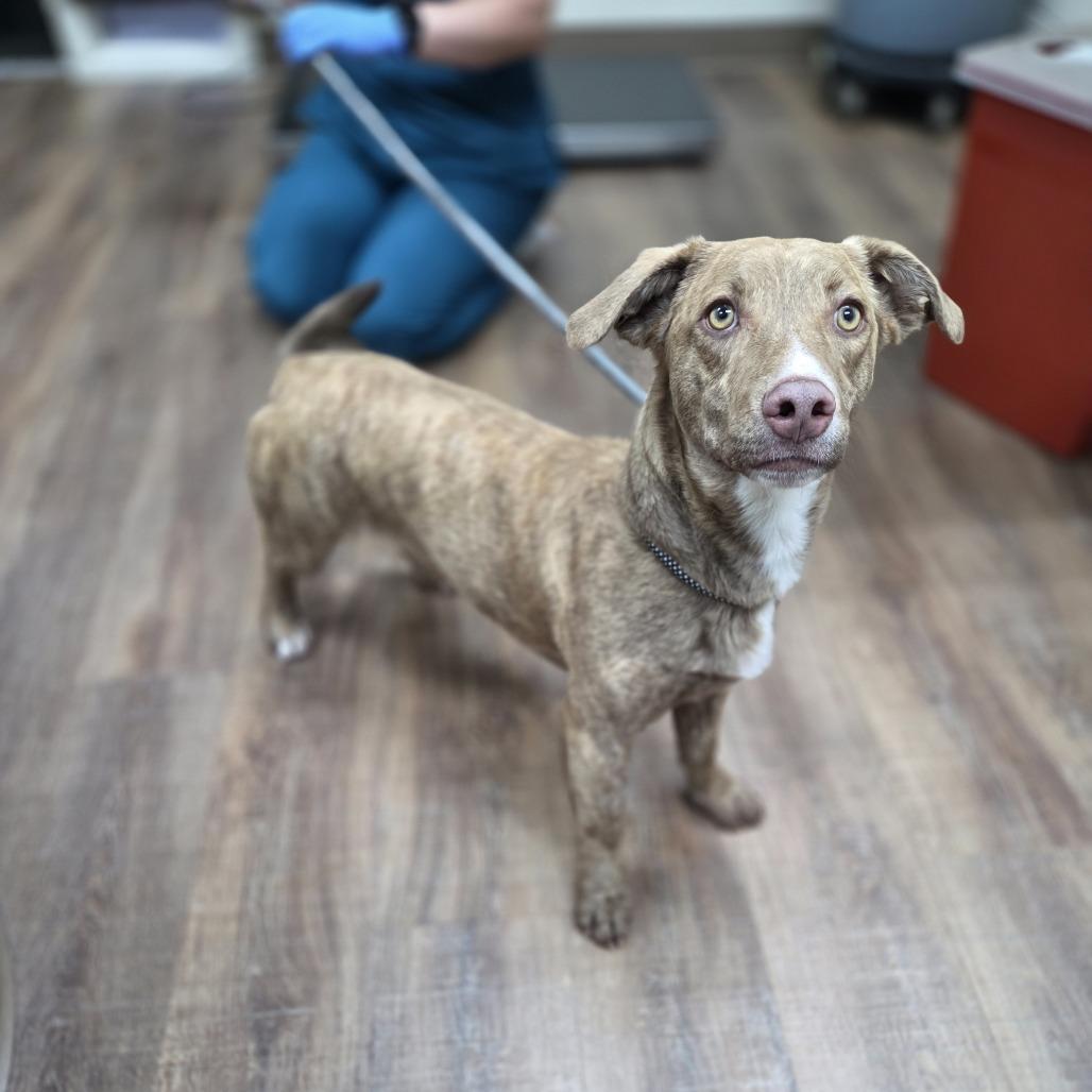 Enlarge Hercules, a Adoptable mixed breed in Incline Village, NV image 4/4