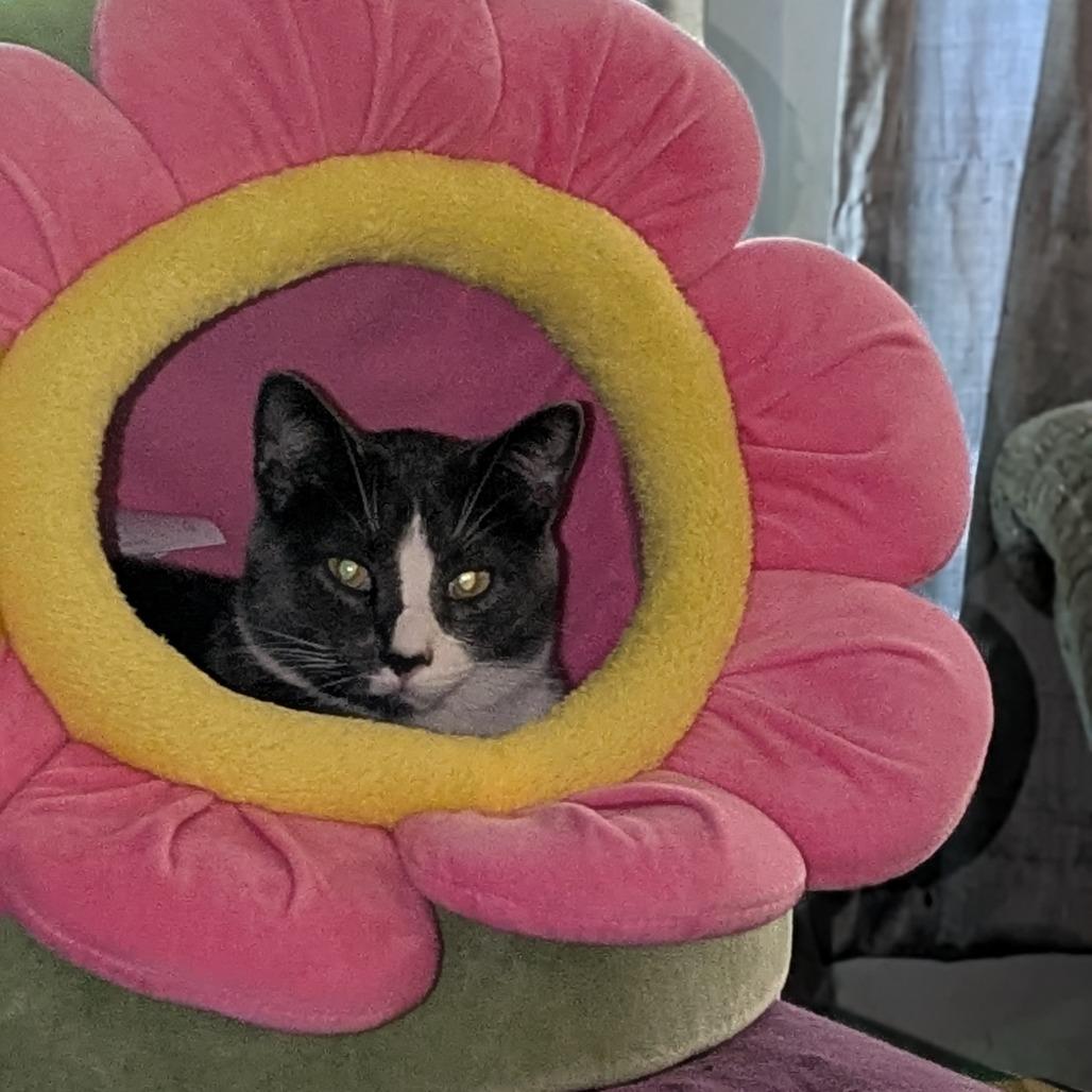 Enlarge Loki, a Adoptable Domestic Short Hair in Greenwood, MO image 2/4