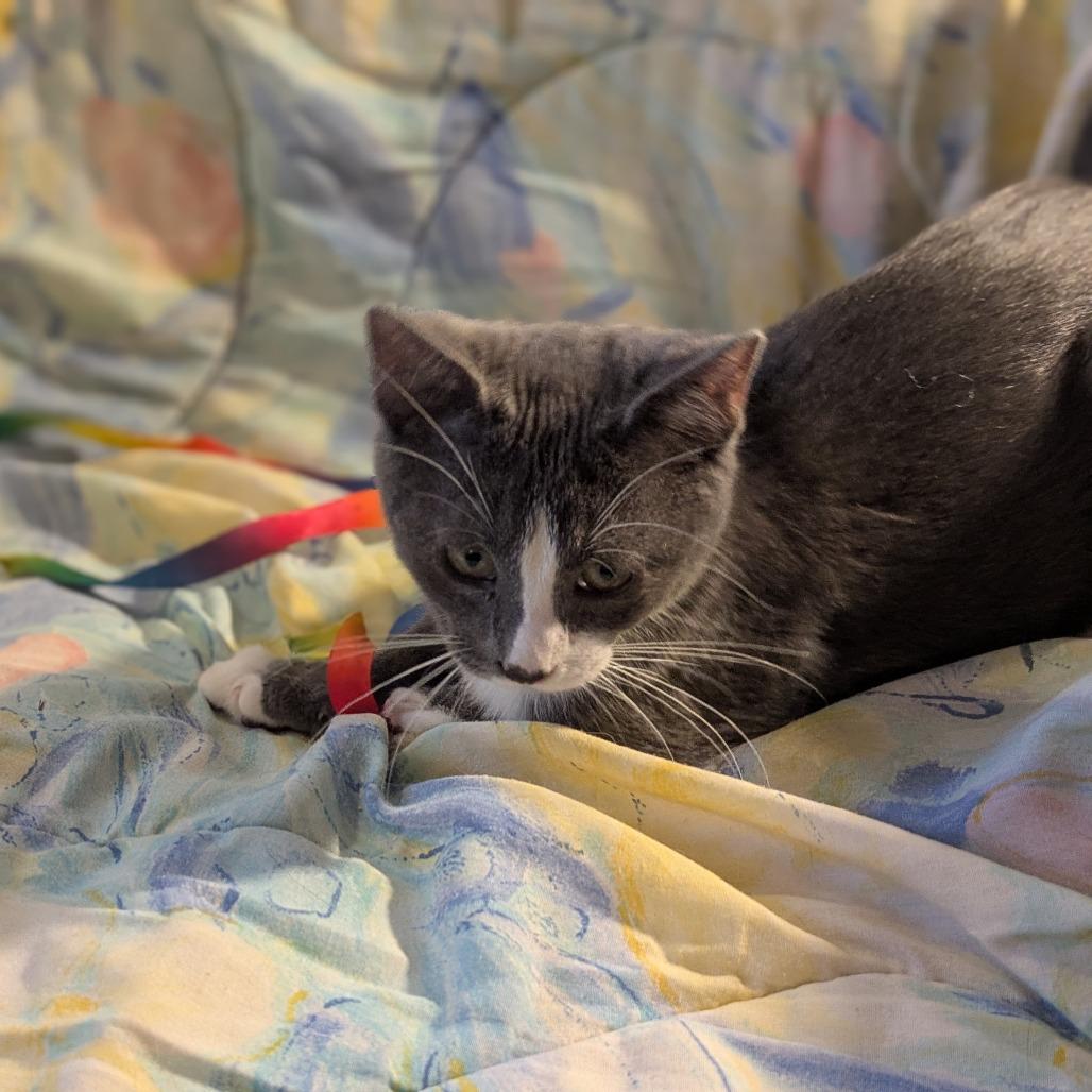 Loki, a Adoptable Domestic Short Hair in Greenwood, MO image 2/3