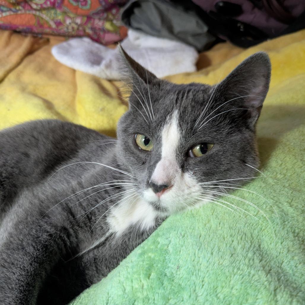 Loki, a Adoptable Domestic Short Hair in Greenwood, MO image 3/3