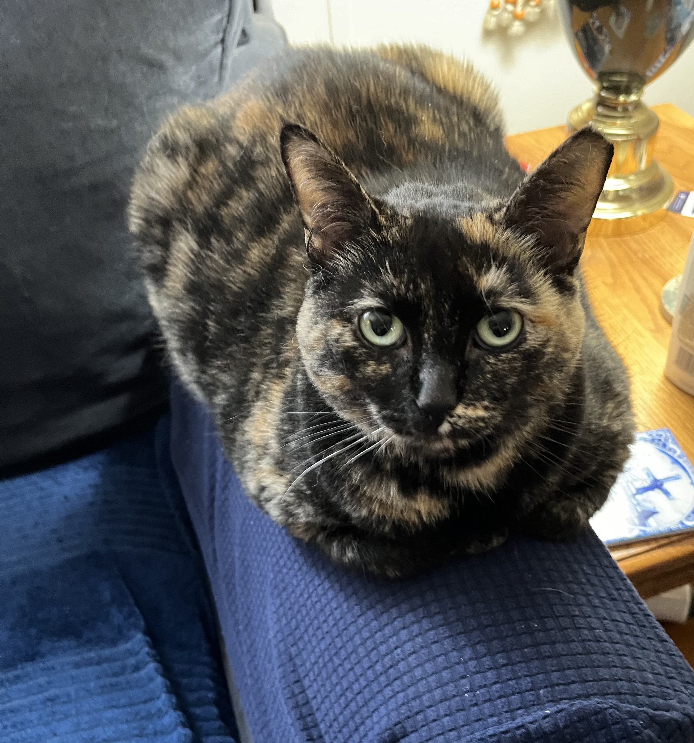 Cat for adoption Tasty cake, a Domestic Short Hair in Lancaster, PA