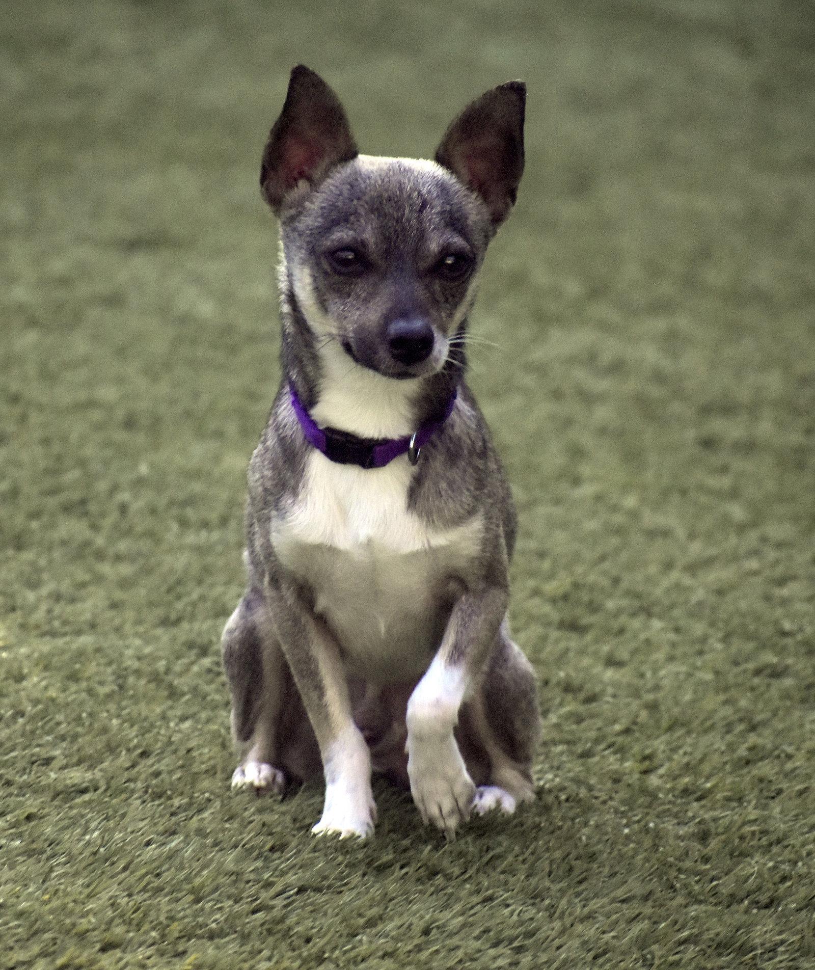 Enlarge Ryan, a Adoptable Chihuahua in Sarasota, FL image 1/3