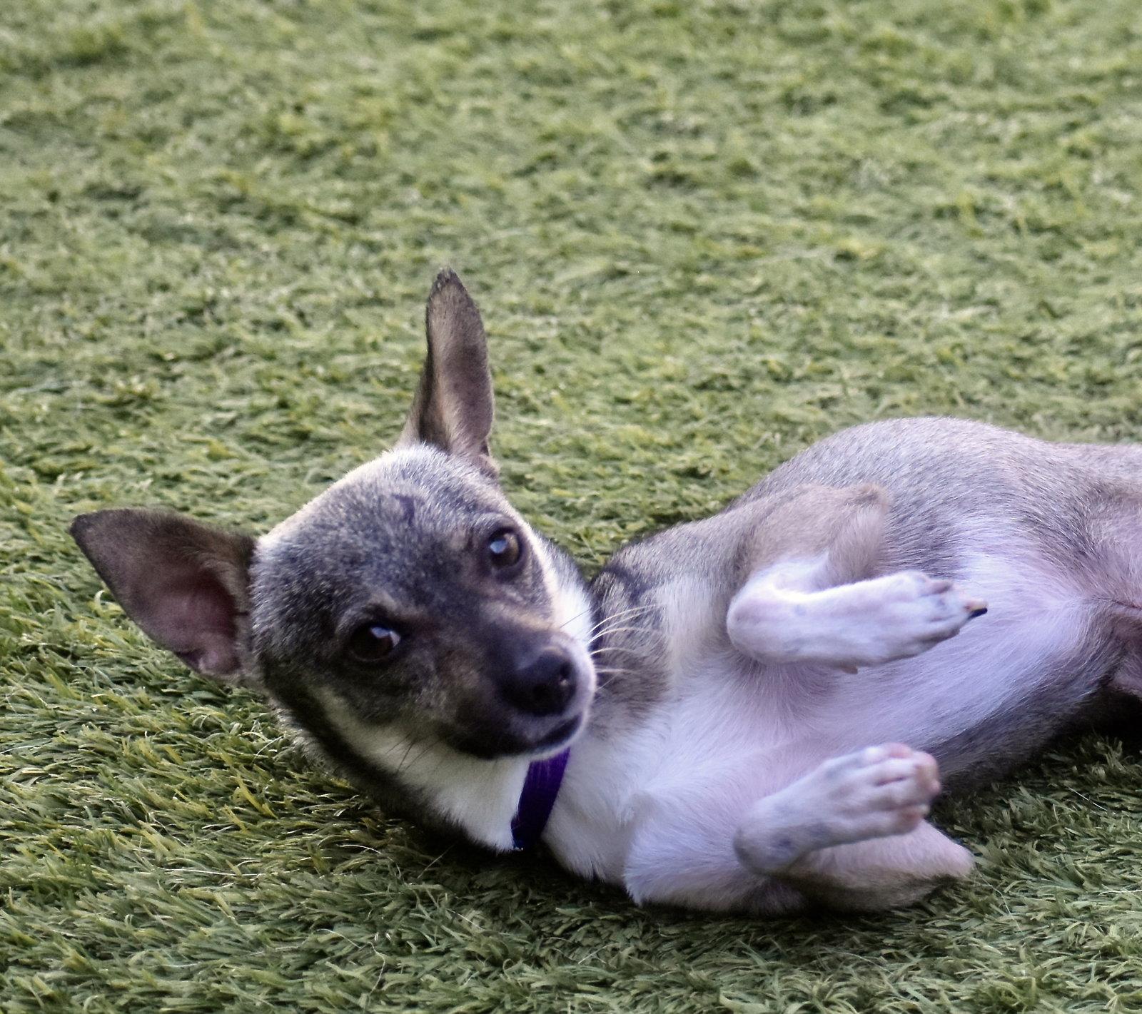 Enlarge Ryan, a Adoptable Chihuahua in Sarasota, FL image 2/3