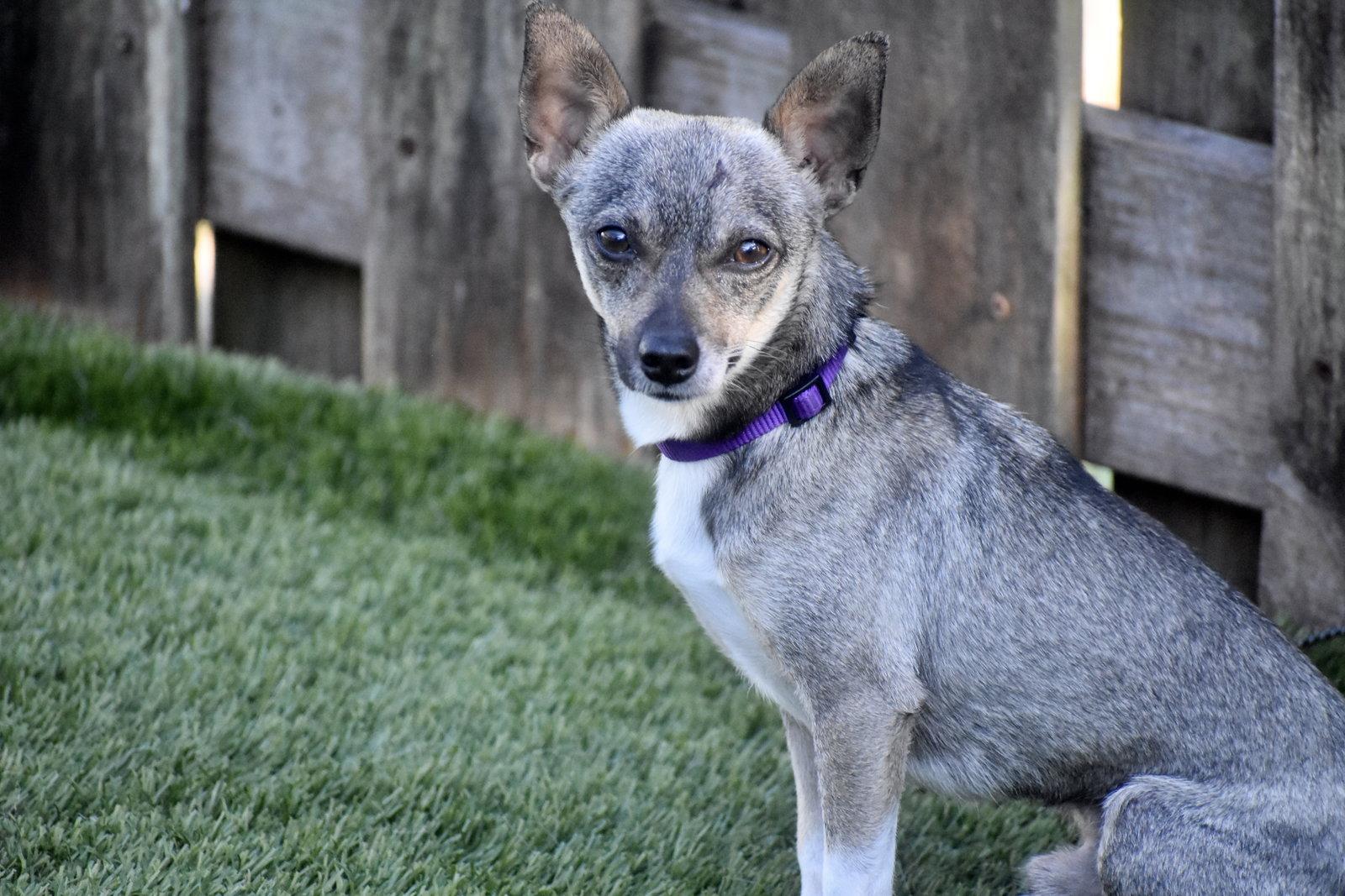 Enlarge Ryan, a Adoptable Chihuahua in Sarasota, FL image 3/3
