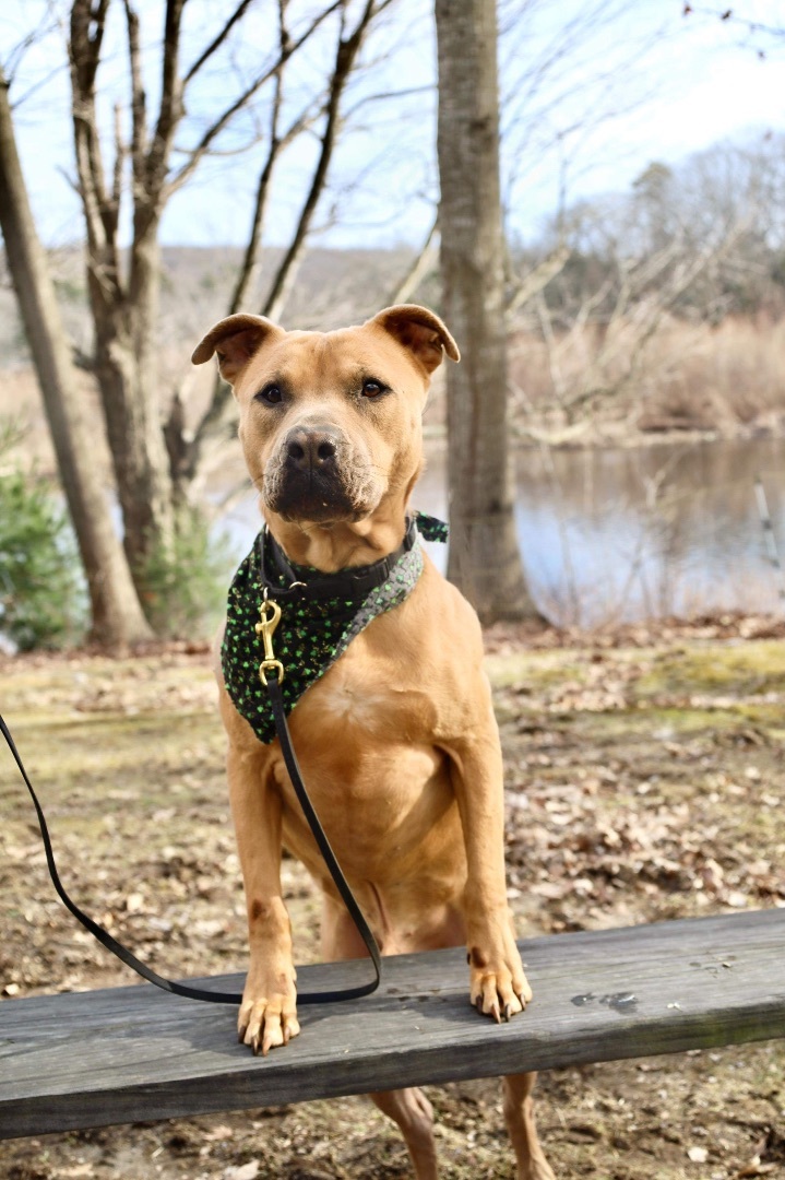 Enlarge Ziggy, a Adoptable American Bully in Milford, CT image 3/6