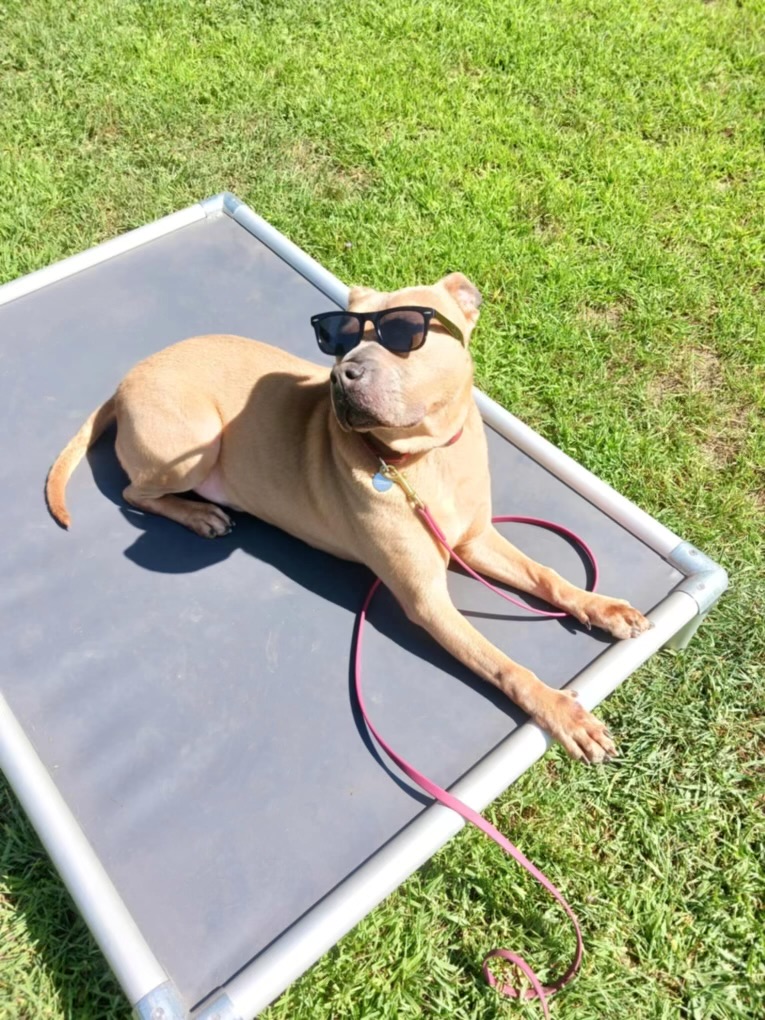 Enlarge Ziggy, a Adoptable American Bully in Milford, CT image 6/6