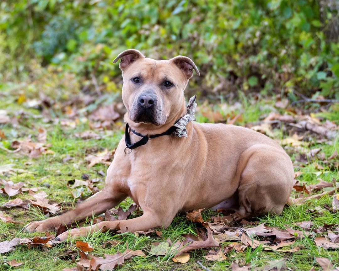 Enlarge Ziggy, a Adoptable American Bully in Milford, CT image 4/6