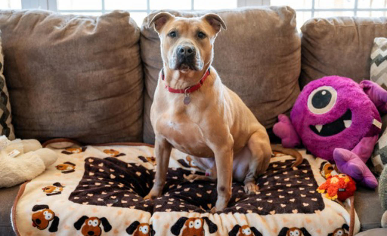 Enlarge Ziggy, a Adoptable American Bully in Milford, CT image 2/6