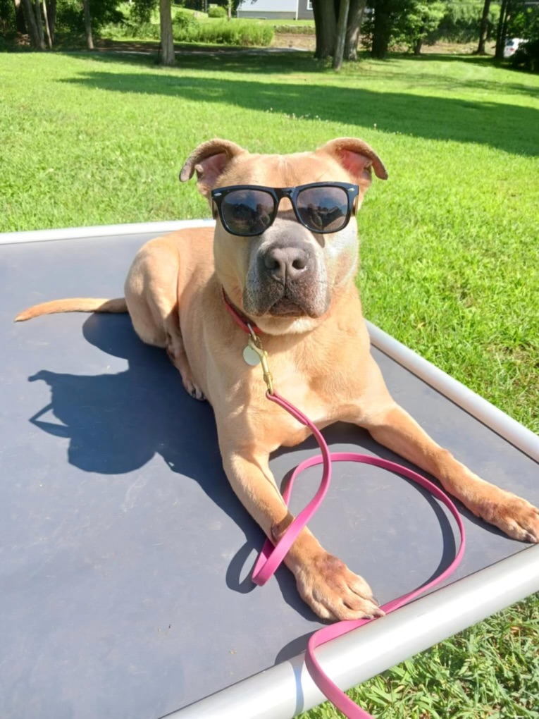 Enlarge Ziggy, a Adoptable American Bully in Milford, CT image 1/6