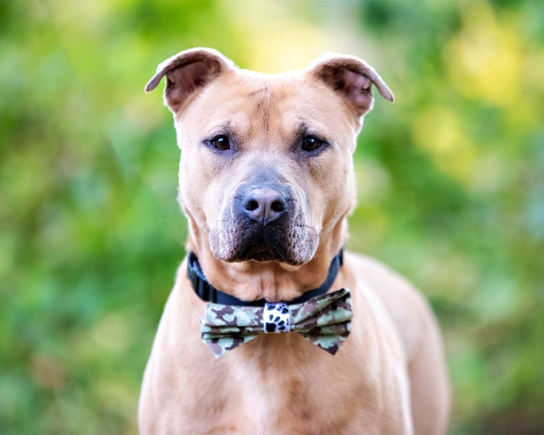 Enlarge Ziggy, a Adoptable American Bully in Milford, CT image 5/6
