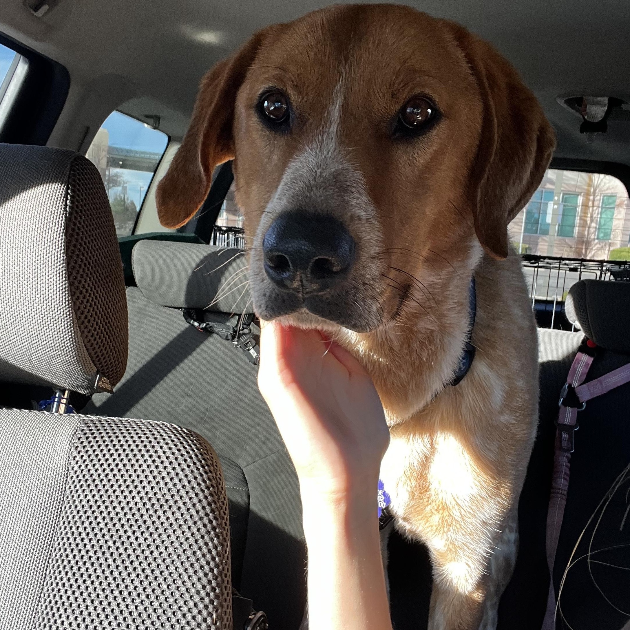 Remington, adopted, Young Male English Pointer.