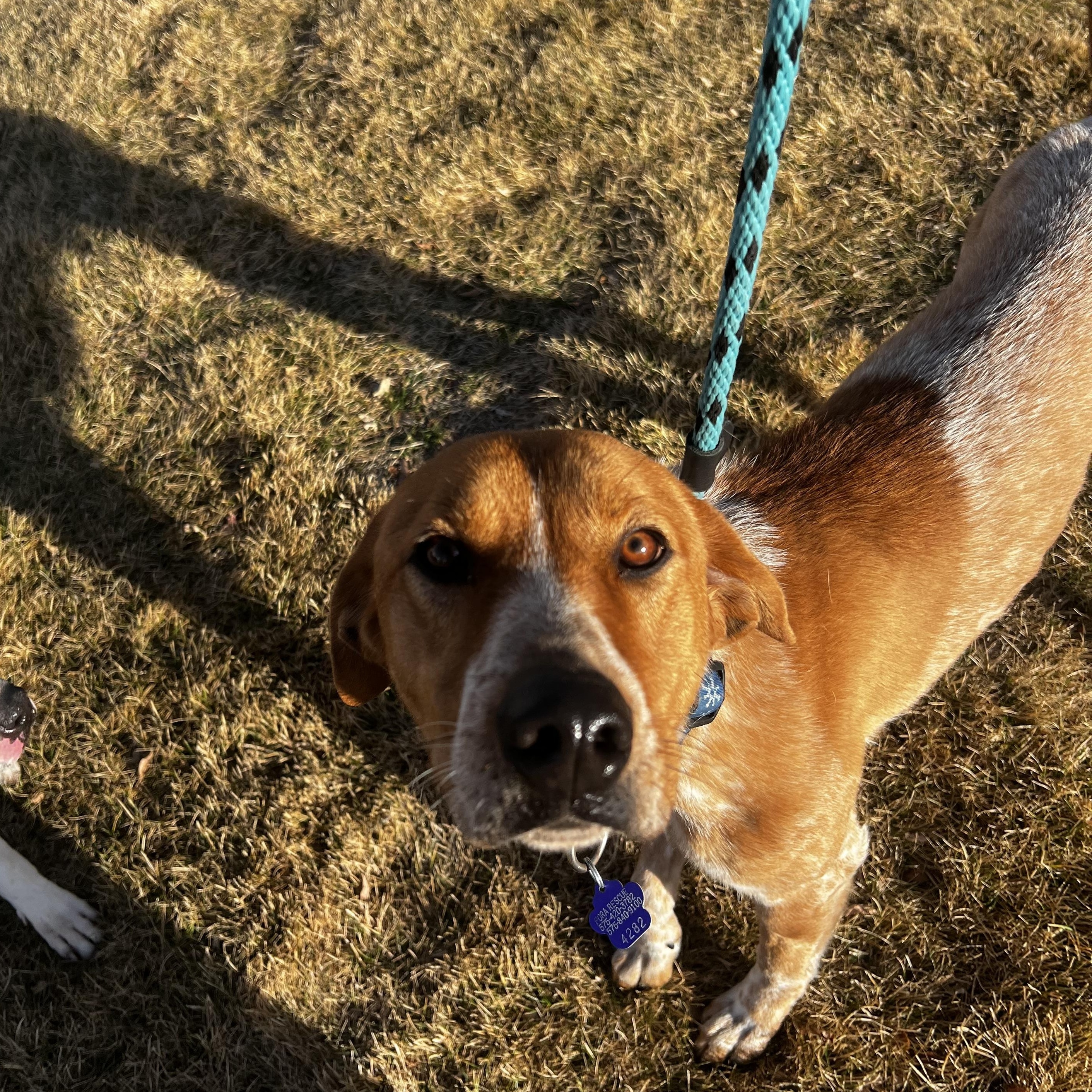 Enlarge Remington, an adopted mixed breed in Loveland, CO image 6/6