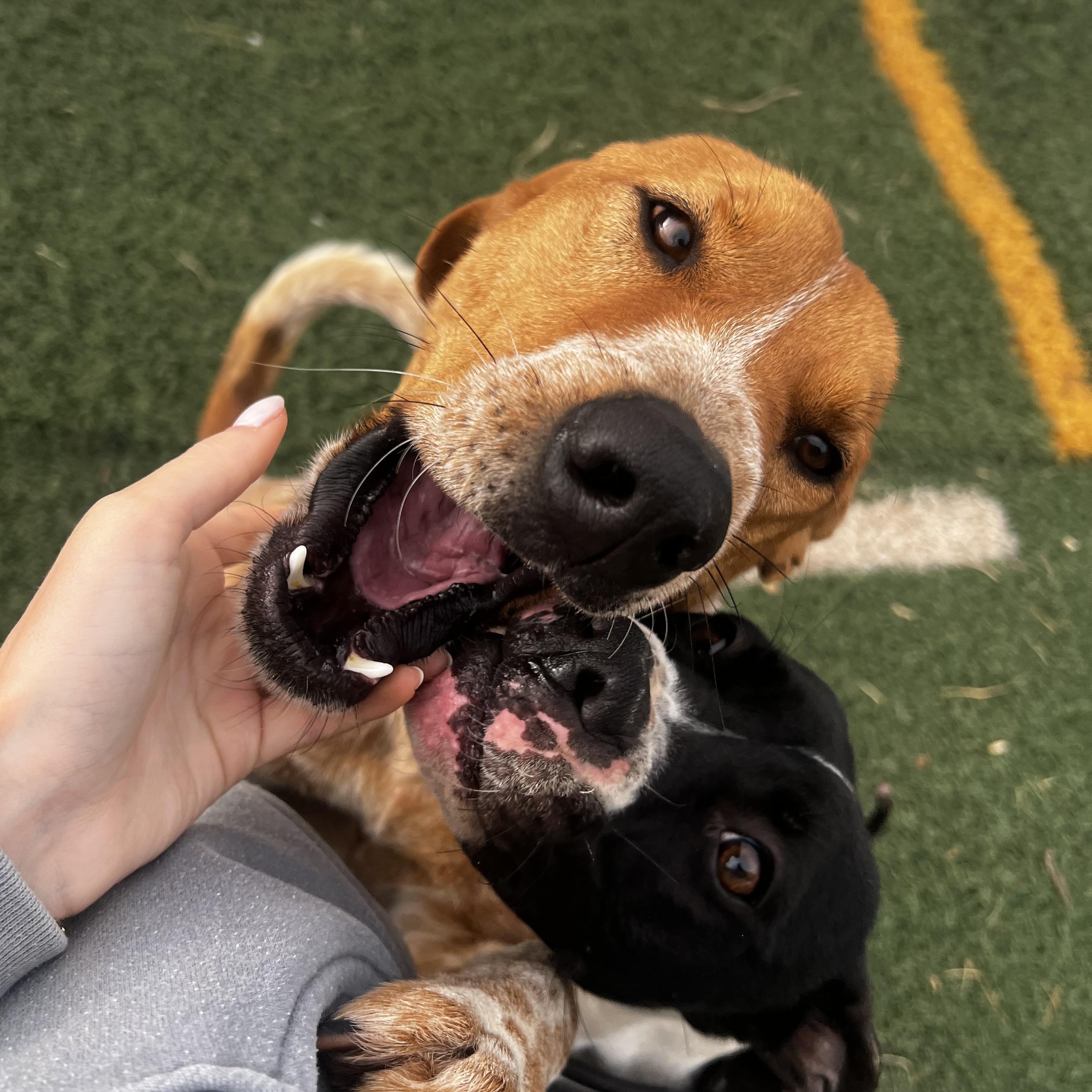 Enlarge Remington, an adopted mixed breed in Loveland, CO image 2/6
