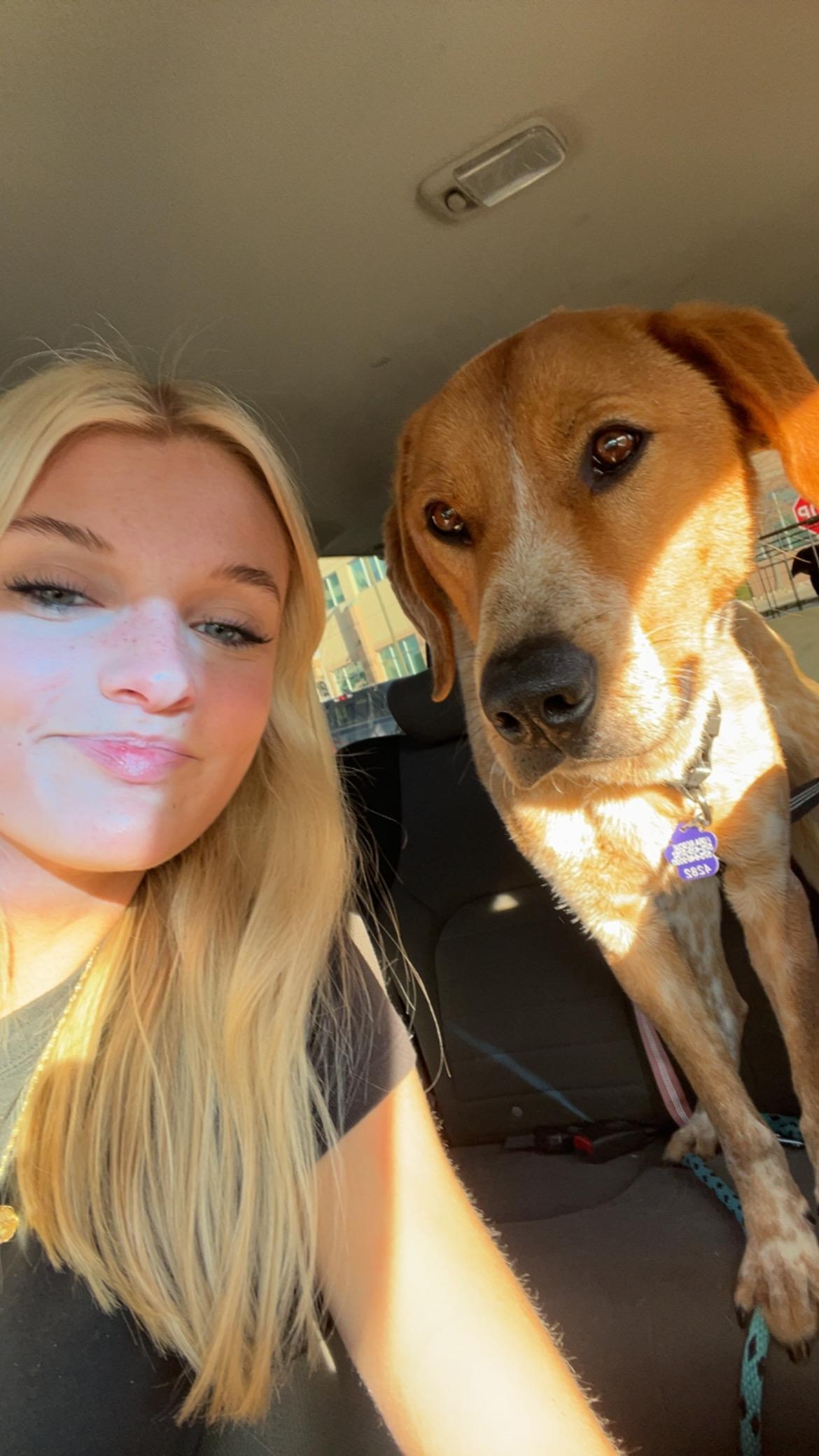 Enlarge Remington, an adopted mixed breed in Loveland, CO image 3/6