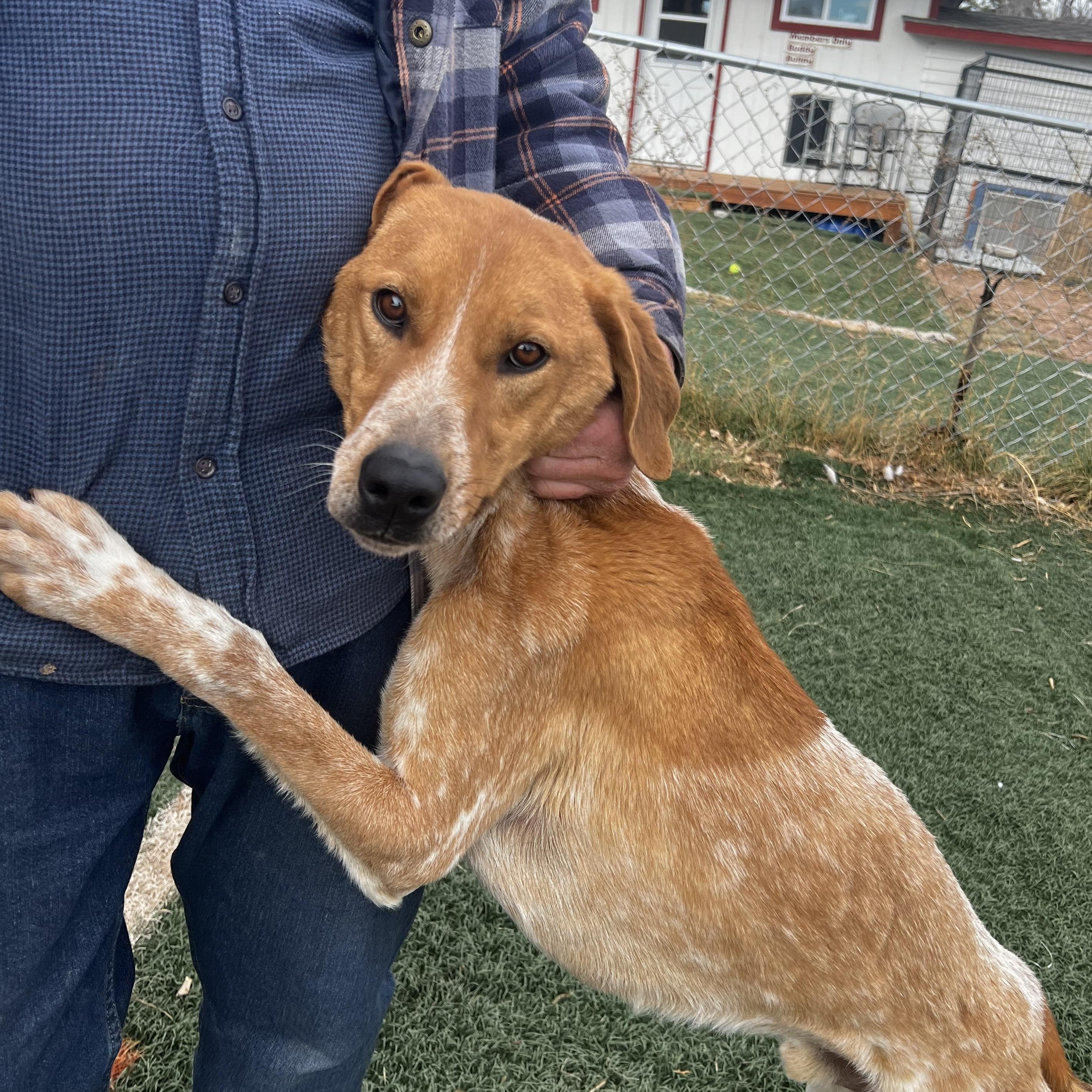 Enlarge Remington, an adopted mixed breed in Loveland, CO image 5/6