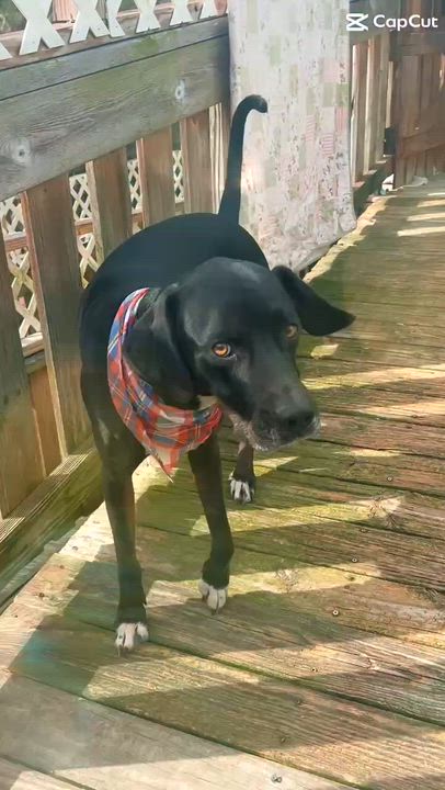 Enlarge Ty - big lovable guy, a Adoptable mixed breed in Allentown, PA video 6/6