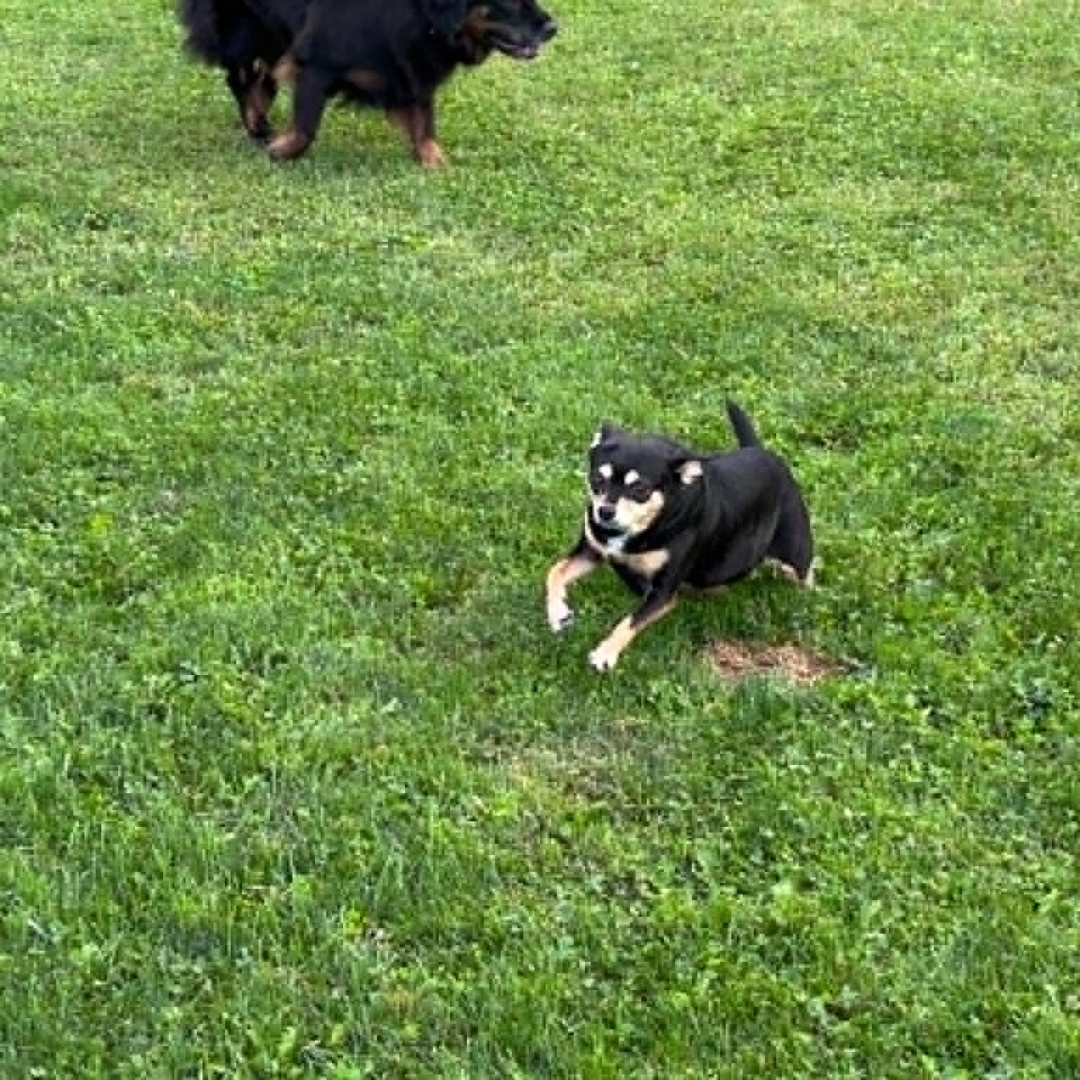 Enlarge Rosie and Missy SENIOR BONDED PAIR, a Adoptable Chihuahua in Livonia, MI image 4/6