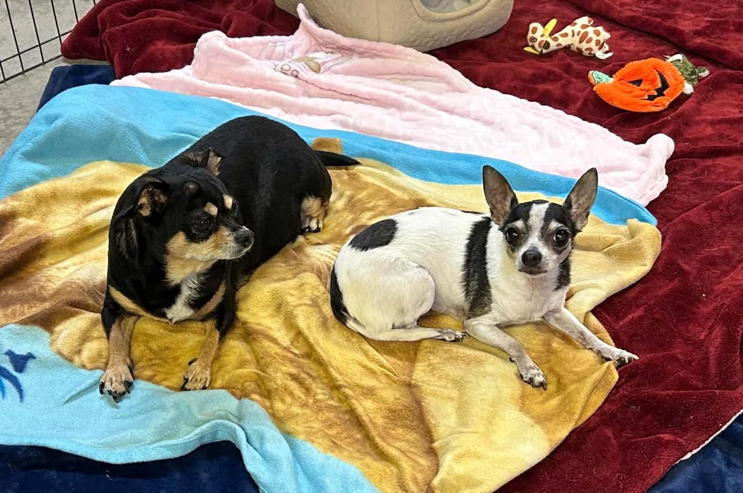 Rosie and Missy SENIOR BONDED PAIR, Adoptable, Senior Female Chihuahua.