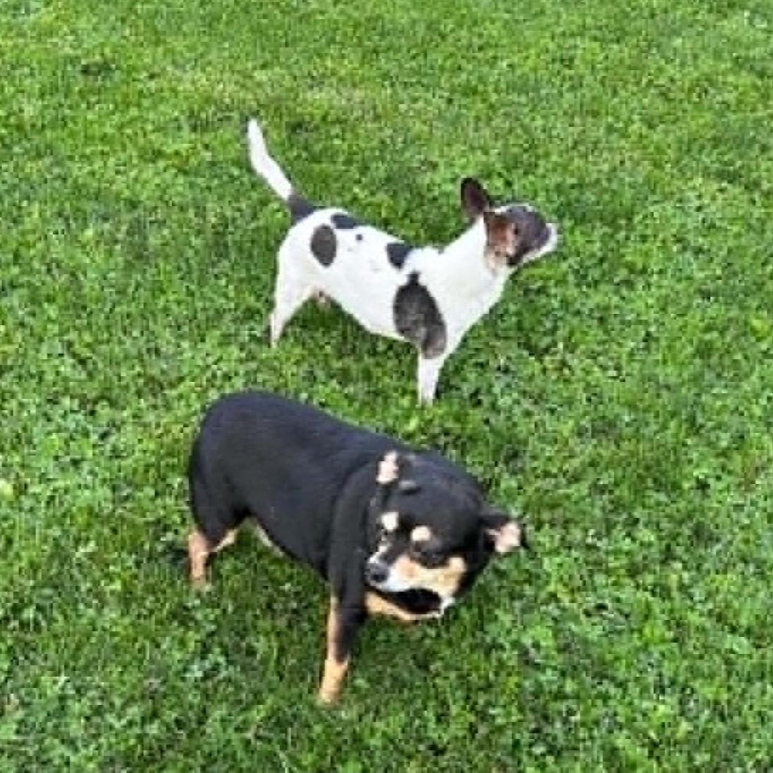 Enlarge Rosie and Missy SENIOR BONDED PAIR, a Adoptable Chihuahua in Livonia, MI image 2/6
