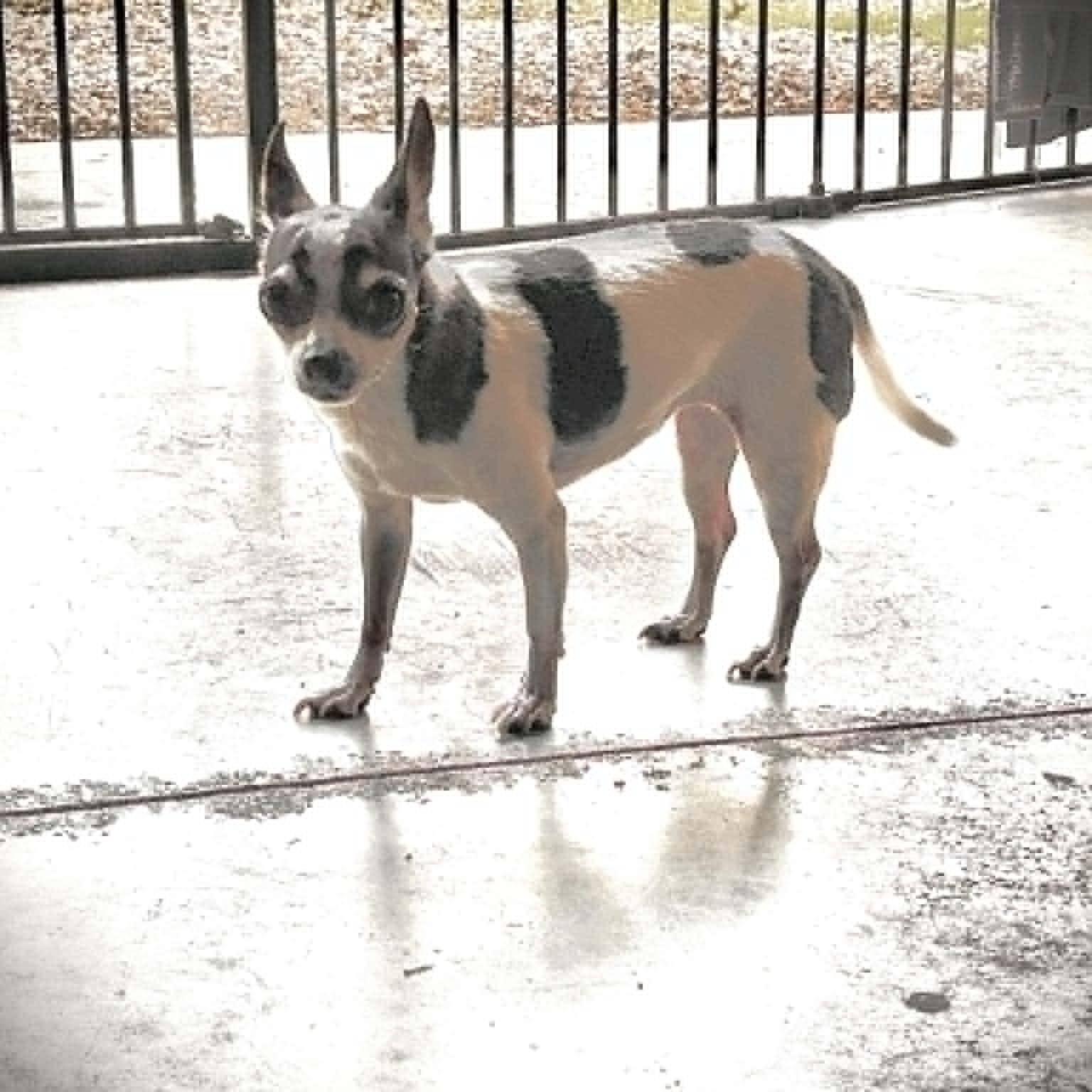 Enlarge Rosie and Missy SENIOR BONDED PAIR, a Adoptable Chihuahua in Livonia, MI image 5/6