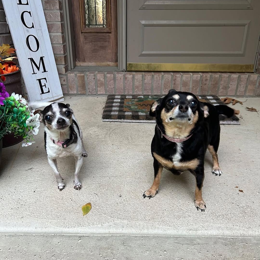Rosie and Missy SENIOR BONDED PAIR, Adoptable, Senior Female Chihuahua.