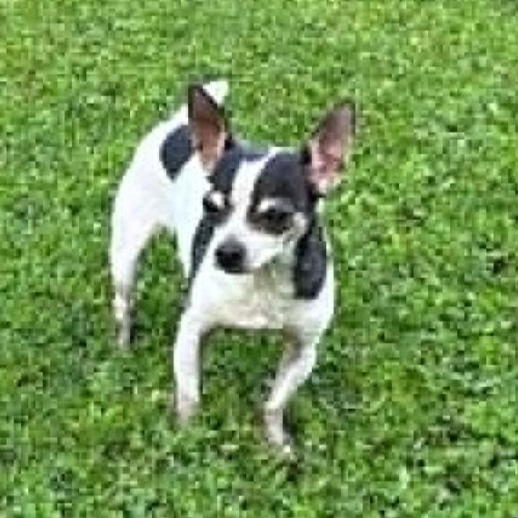 Enlarge Rosie and Missy SENIOR BONDED PAIR, a Adoptable Chihuahua in Livonia, MI image 6/6