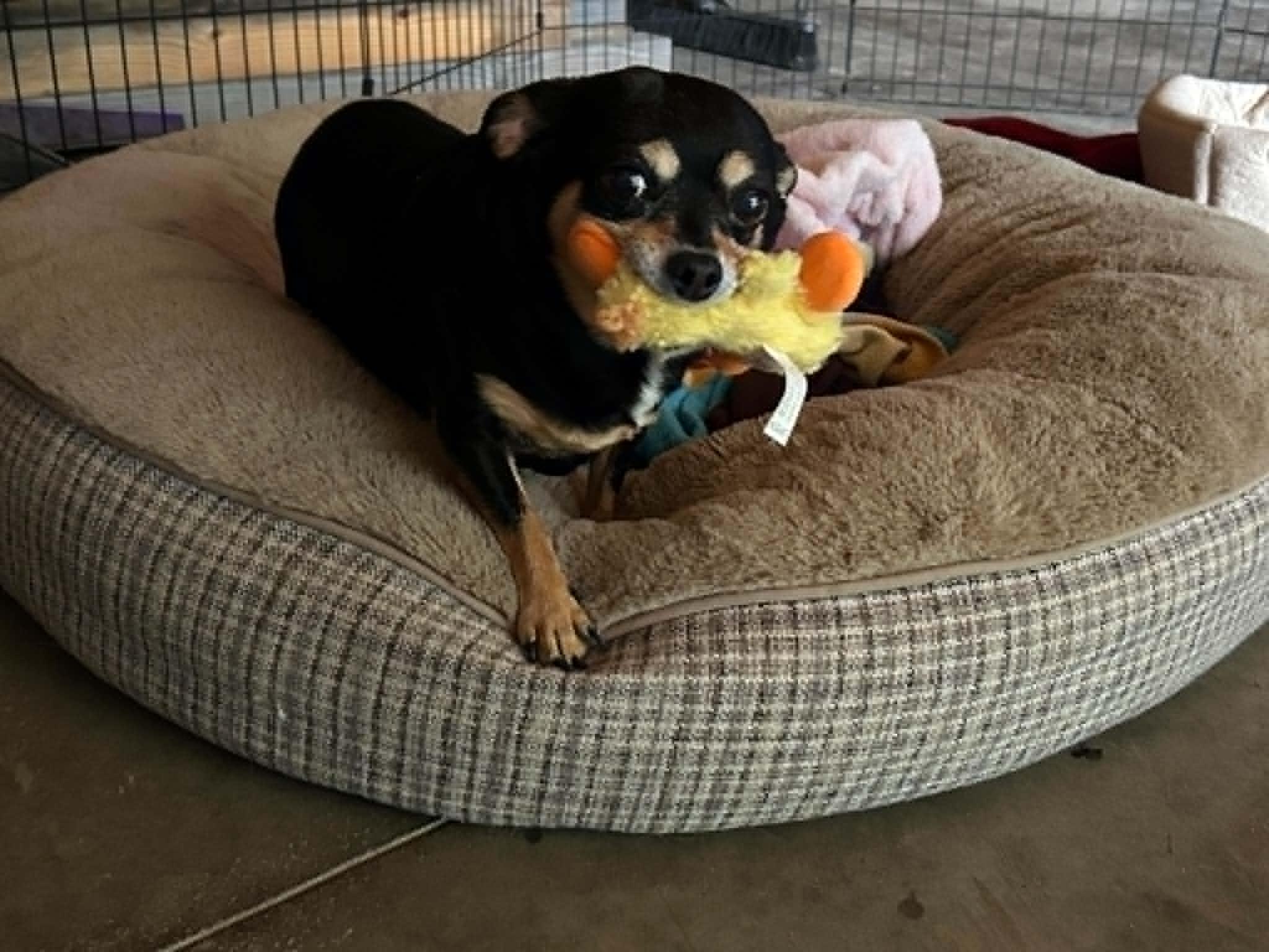 Enlarge Rosie and Missy SENIOR BONDED PAIR, a Adoptable Chihuahua in Livonia, MI image 3/6