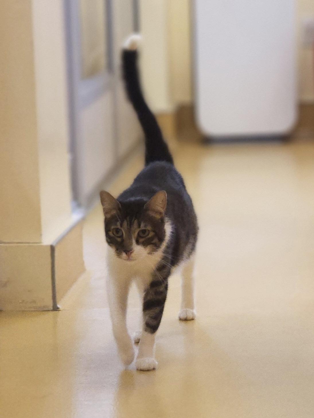 Baby Tiger, Adoptable, Adult Male Domestic Short Hair.