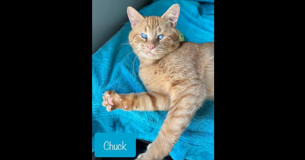 Chuck, Adoptable, Adult Male Domestic Short Hair.