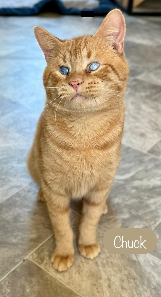 Enlarge Chuck, a Adoptable Domestic Short Hair in Chalfont, PA image 2/6