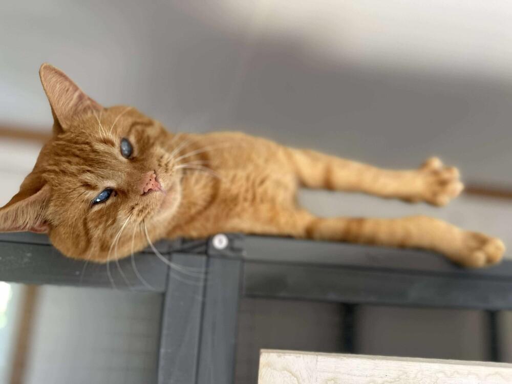 Enlarge Chuck, a Adoptable Domestic Short Hair in Chalfont, PA image 4/6