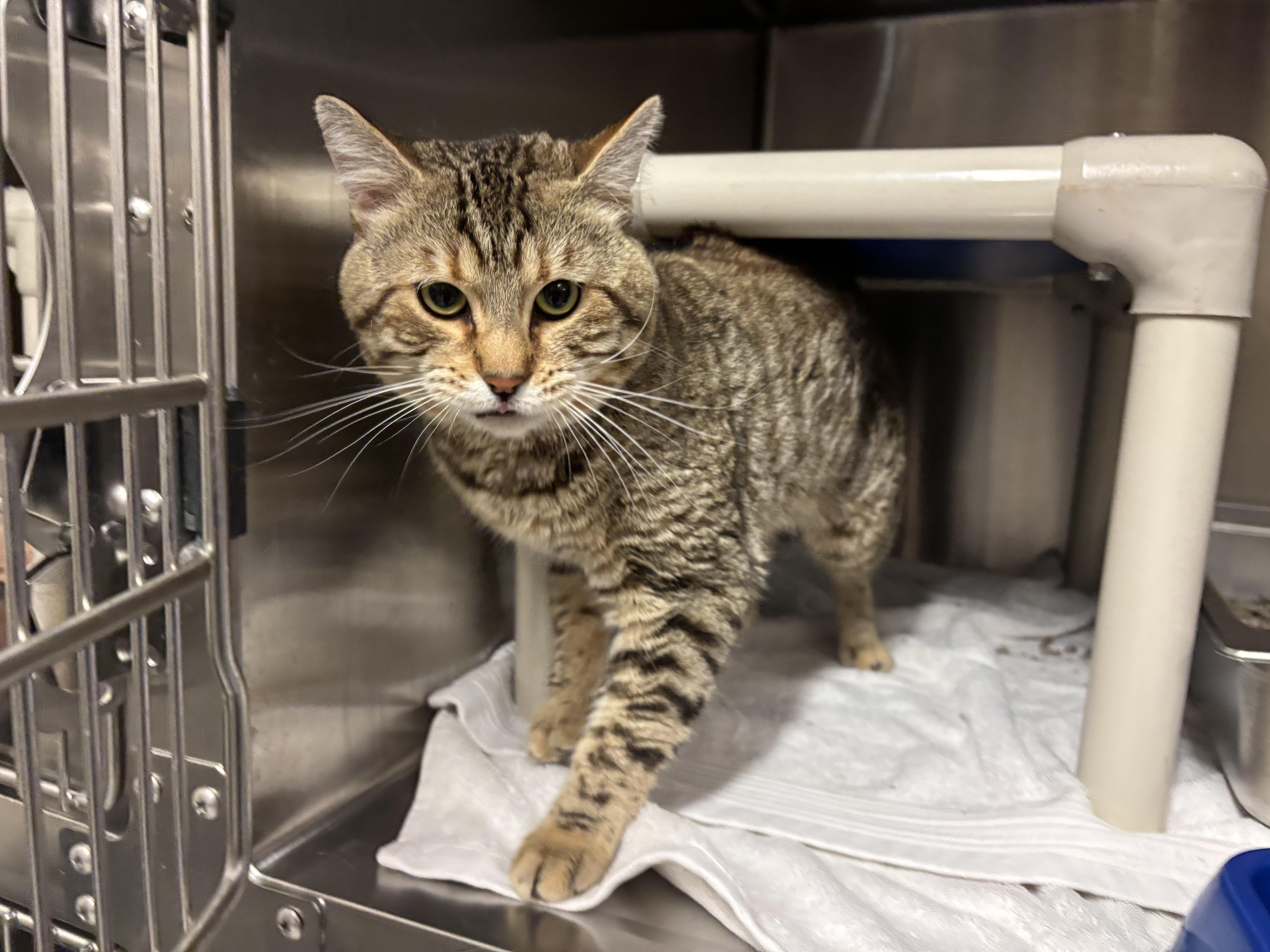 Ch Cats for Adoption: Find Your Perfect Feline Friend Today