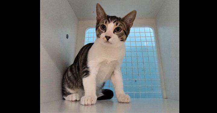 Fisher, Adoptable, Kitten Male Domestic Short Hair.