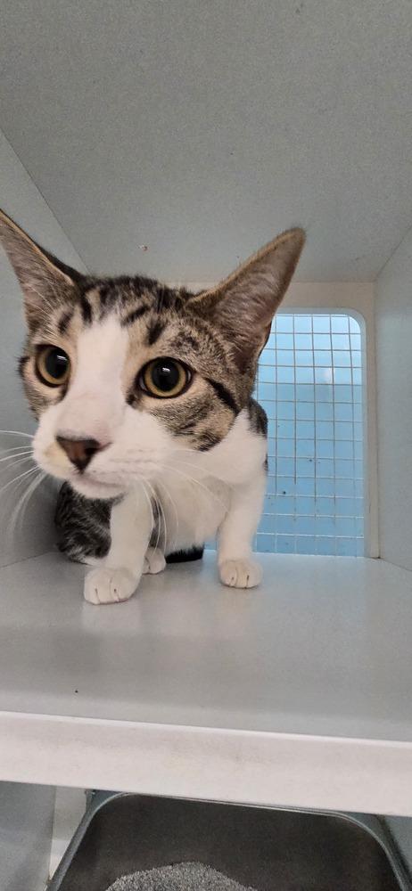 Enlarge Fisher, a Adoptable Domestic Short Hair in Kinston, NC image 2/2