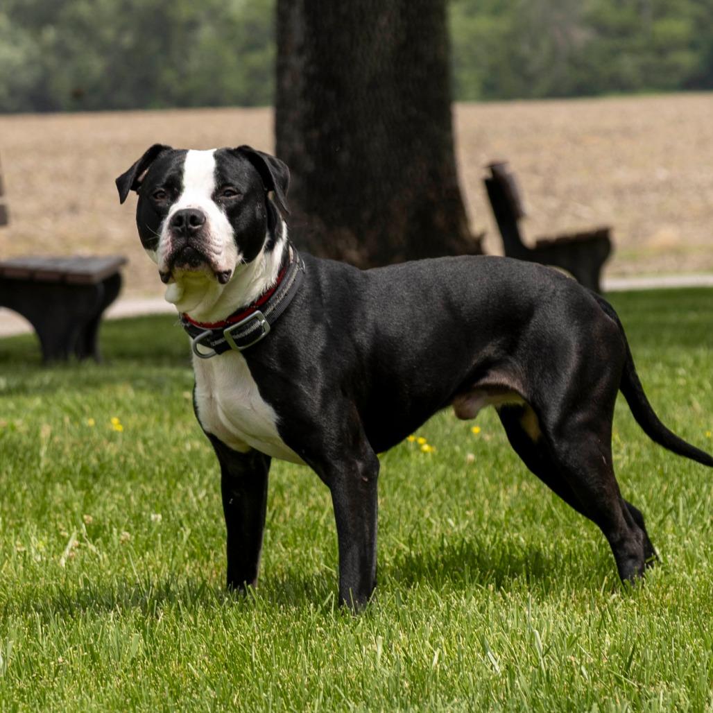 Goofus, Adoptable, Adult Male Mixed Breed.
