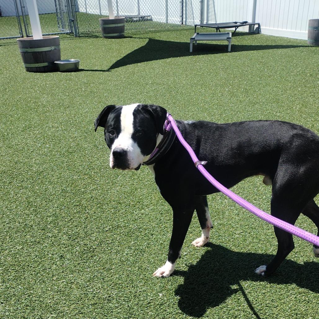 Goofus, a Adoptable Mixed Breed in Troy, IL image 2/3