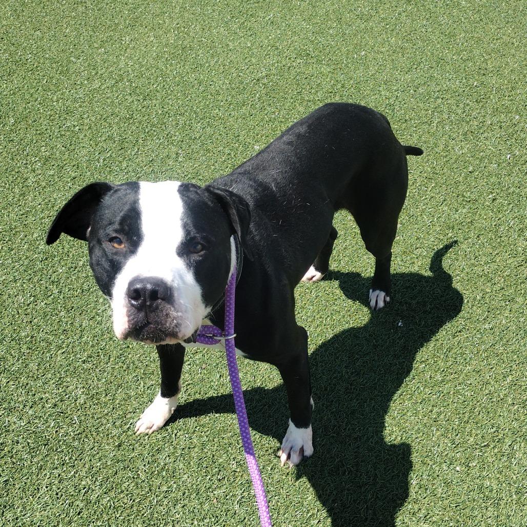 Goofus, a Adoptable Mixed Breed in Troy, IL image 3/3