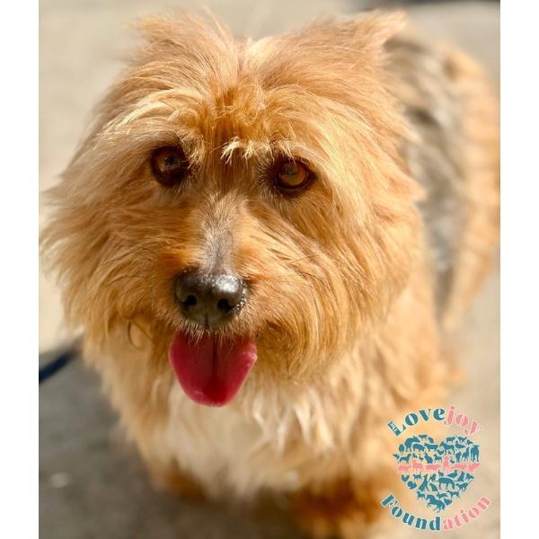 Pelusa COH — thumbnail 2