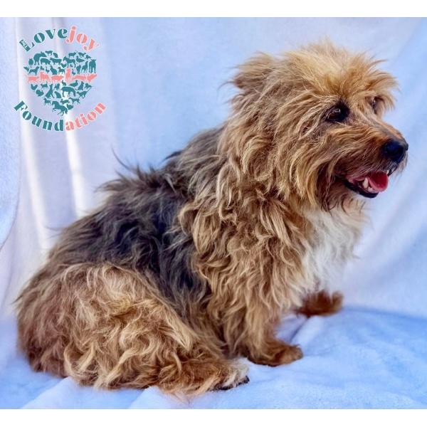 Pelusa COH — thumbnail 3