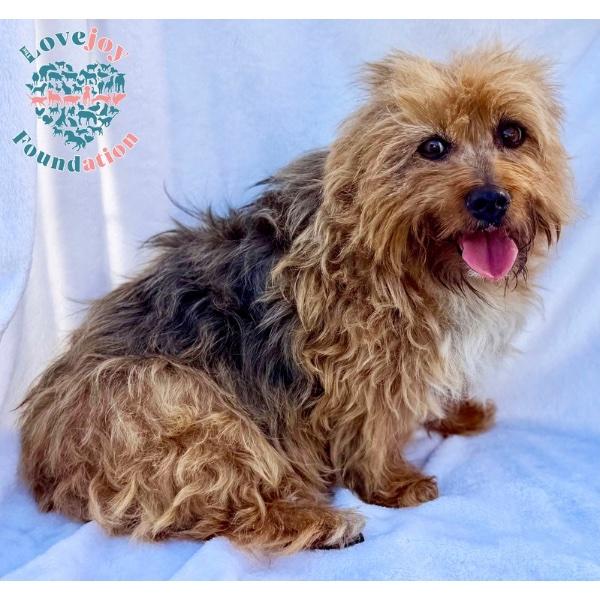 Pelusa COH — thumbnail 4