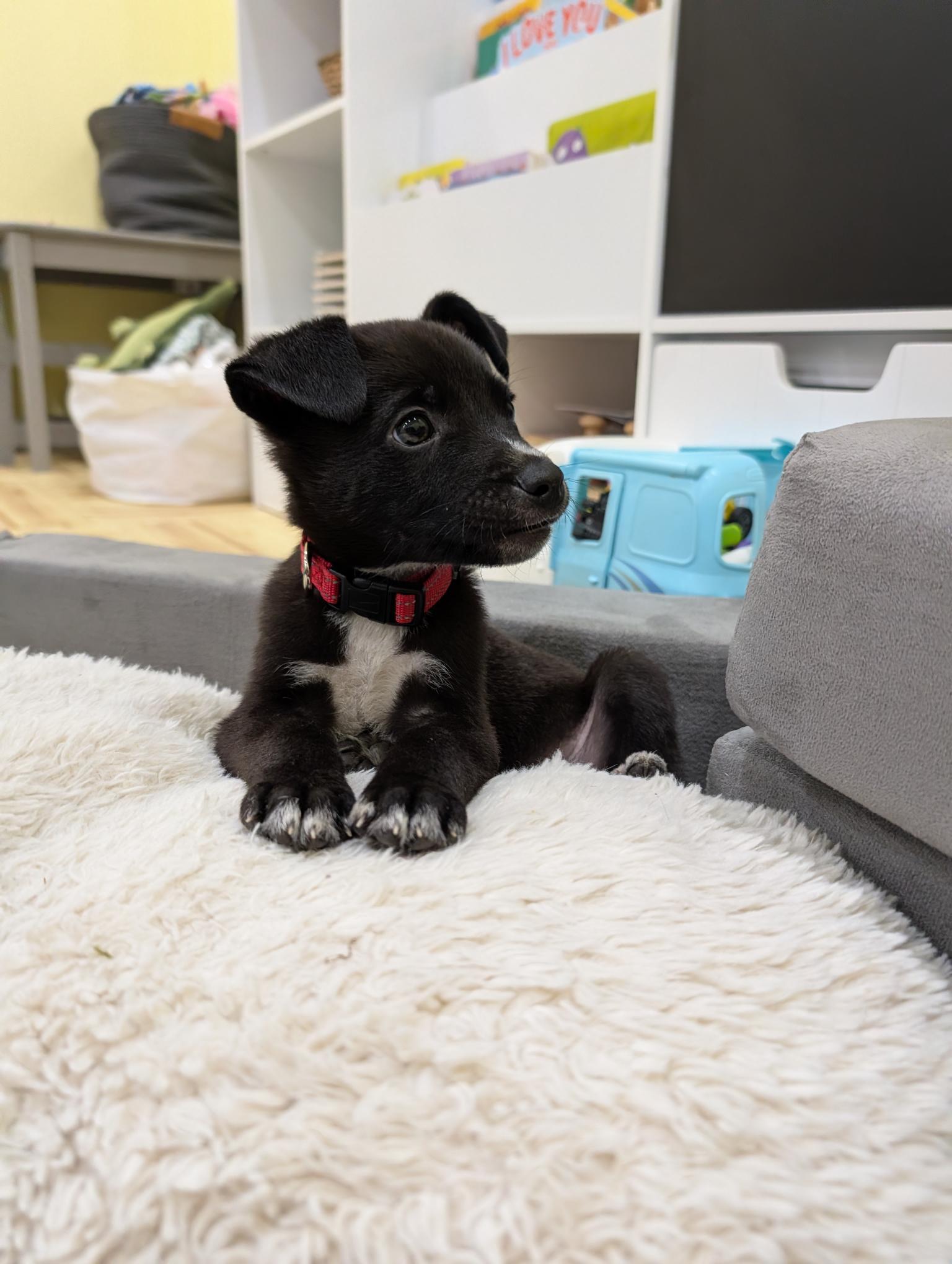 MINNIE, an adopted mixed breed in Guilford, CT image 1/4