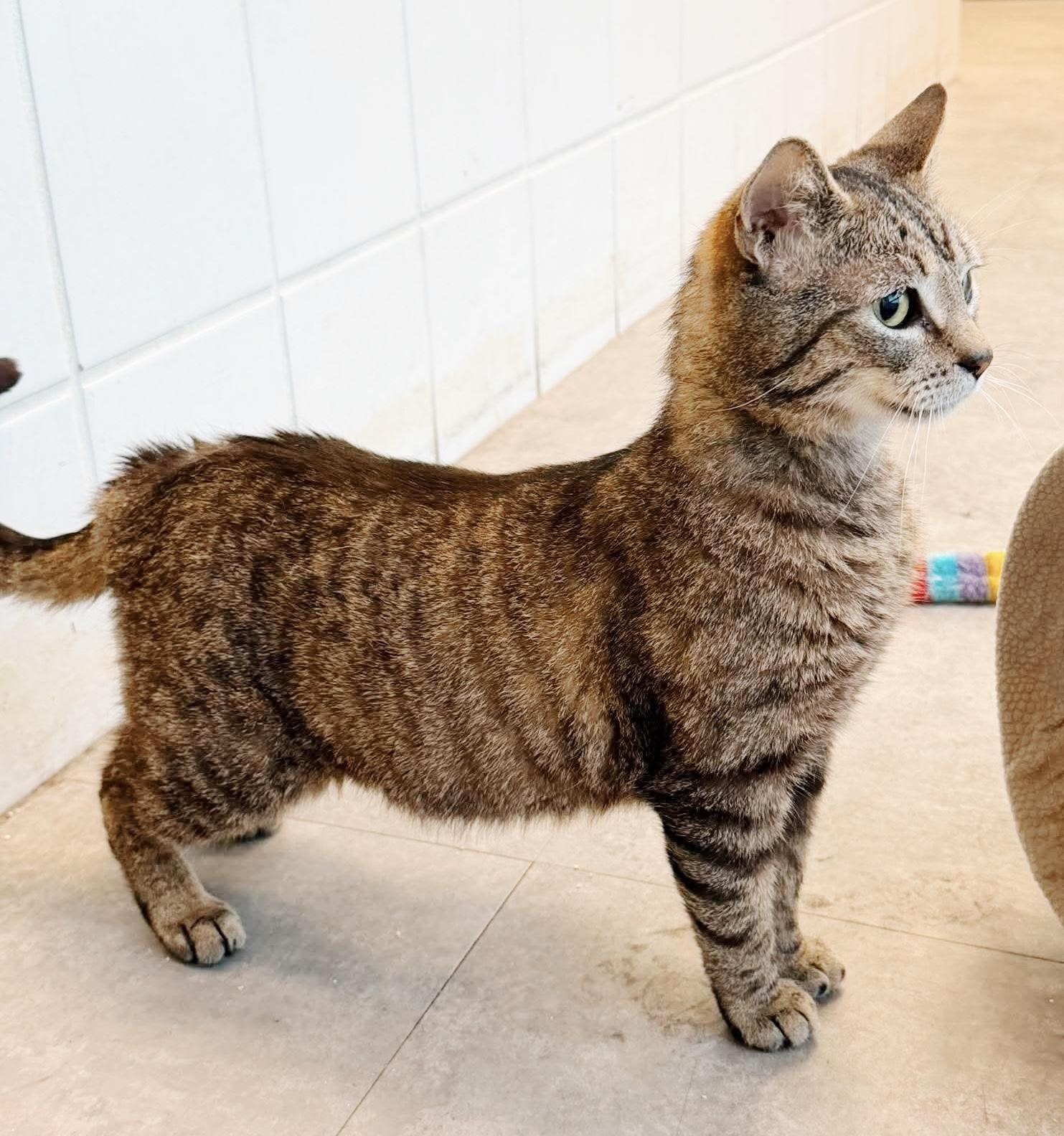 Enlarge Ezra, an adopted Tabby in Philadelphia, PA image 4/6