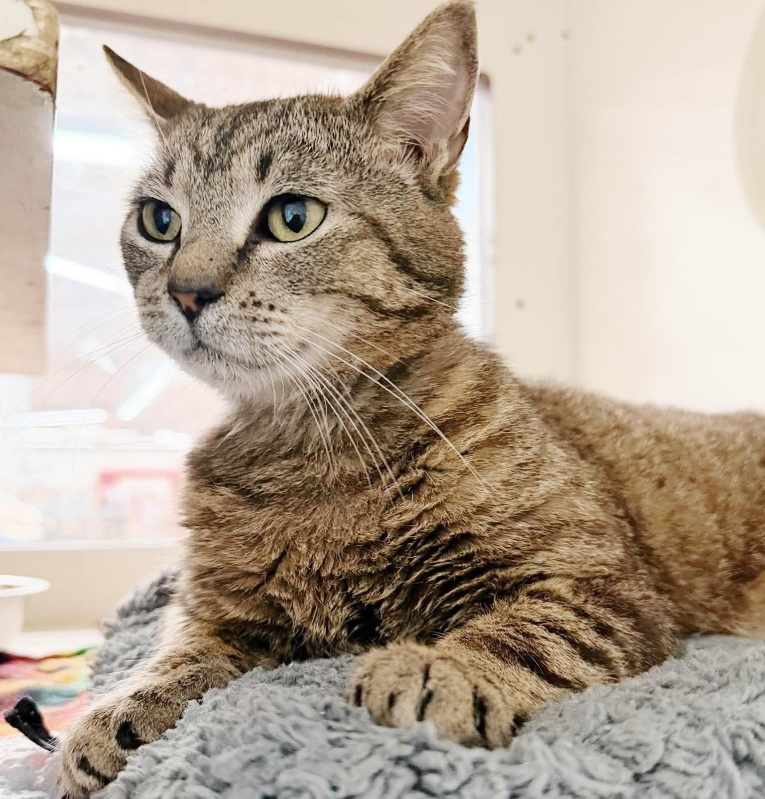 Enlarge Ezra, an adopted Tabby in Philadelphia, PA image 3/6