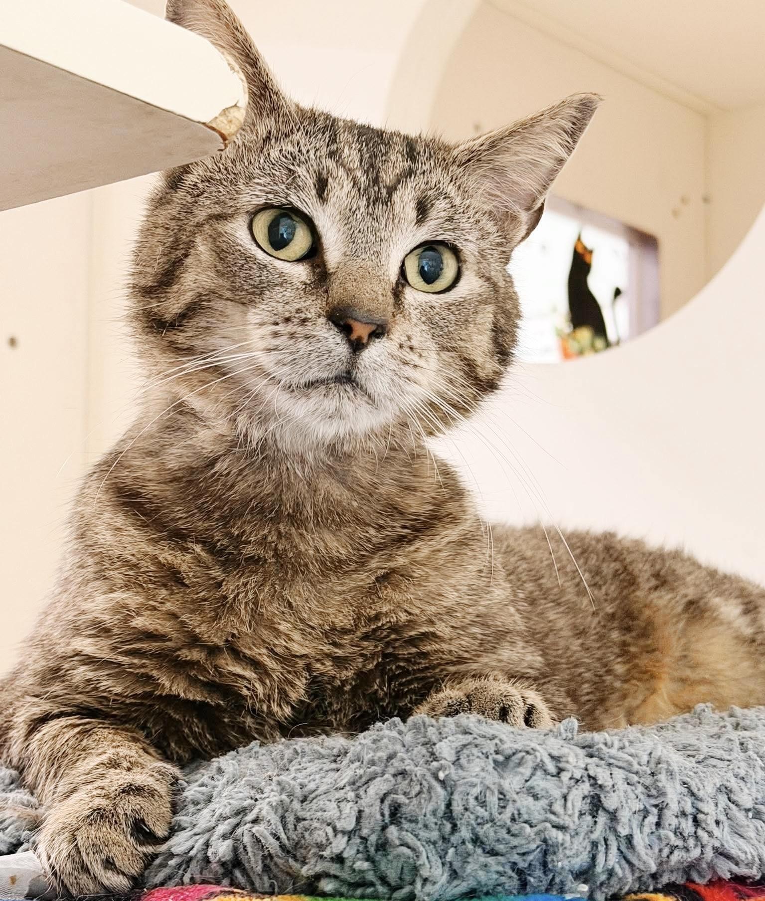 Ezra, adopted, Young Male Tabby.