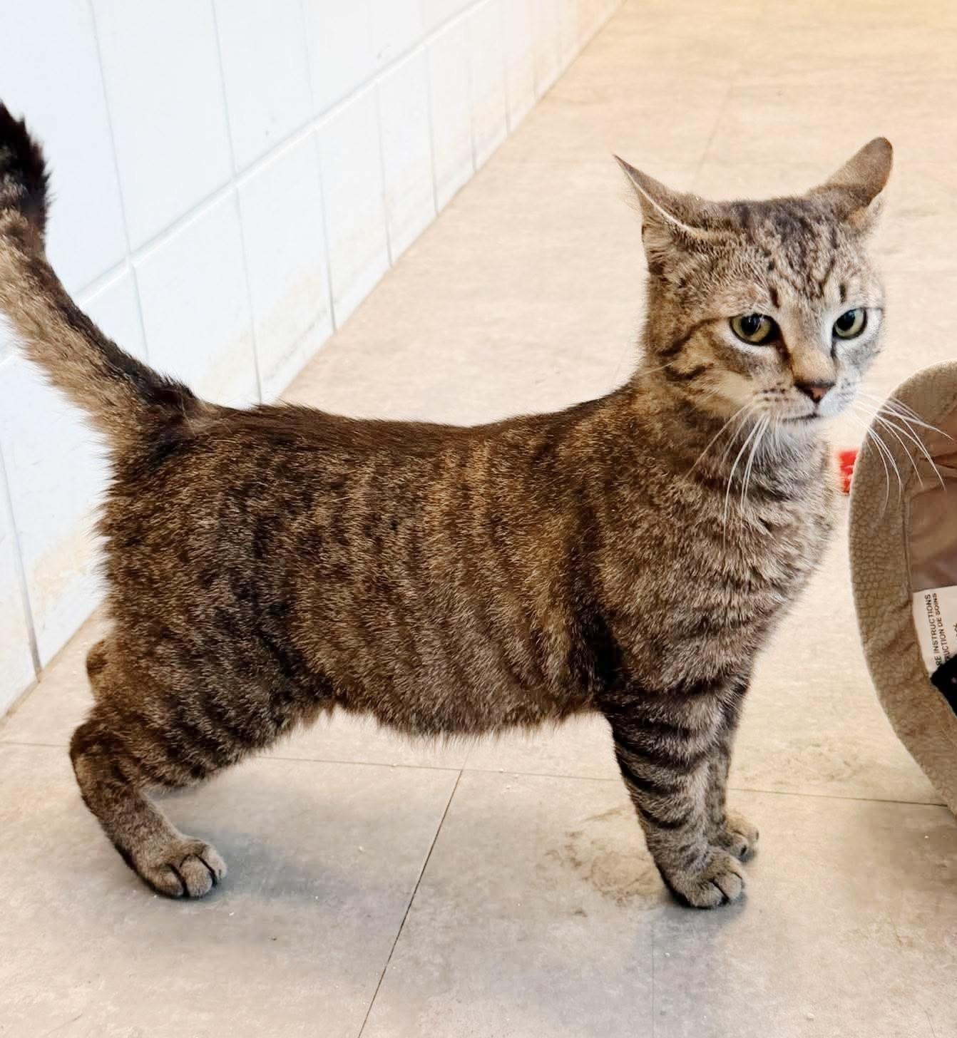 Enlarge Ezra, an adopted Tabby in Philadelphia, PA image 2/6