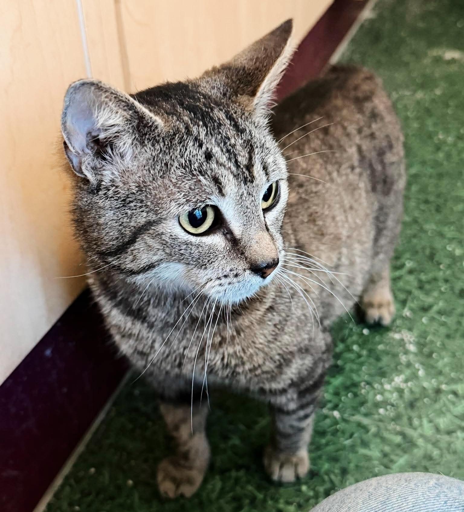 Enlarge Ezra, an adopted Tabby in Philadelphia, PA image 6/6