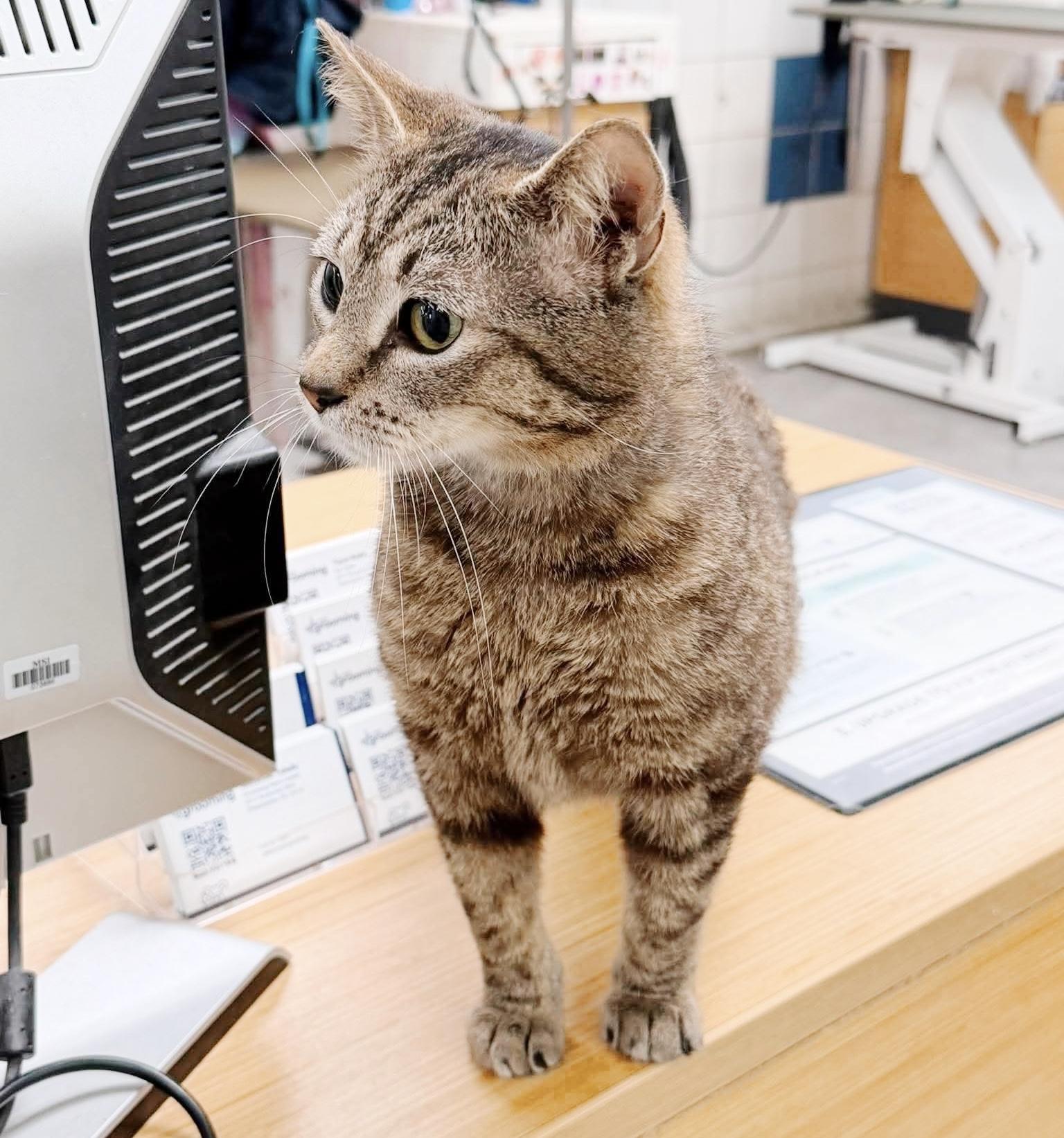 Enlarge Ezra, an adopted Tabby in Philadelphia, PA image 5/6